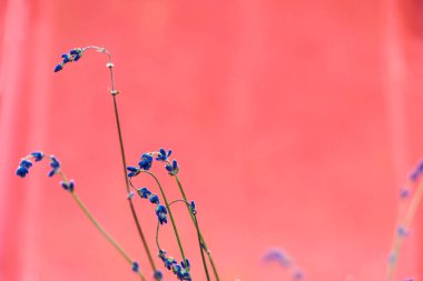 Pembe arka planda lavanta lı kartpostal. Provence. Kopyalama alanı.