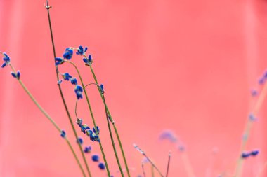 Pembe arka planda lavanta lı kartpostal. Provence. Kopyalama alanı.