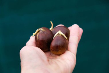  Üç yenilebilir kestane koyu yeşil arka plan üzerinde elinde filizi ile.