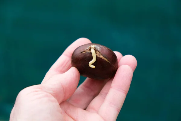 Kastanje Met Stronk Eten Hand Een Donkere Groene Achtergrond — Stockfoto