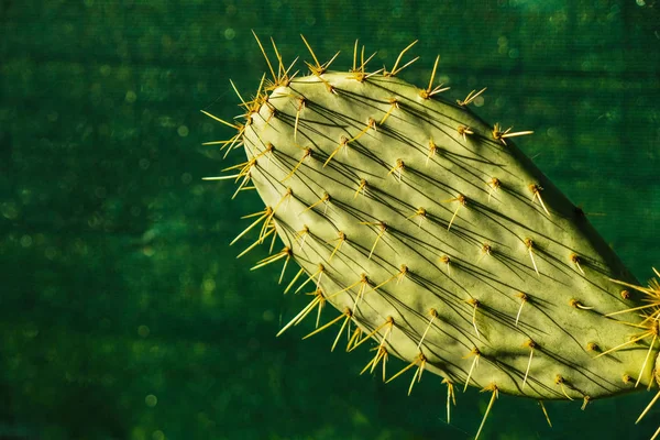 Cactus Stem Isolated Green Background — Stock Photo, Image
