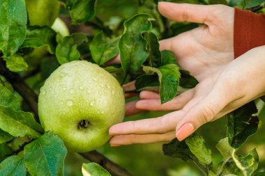  Yeşil çiy elma dalı ile. Kızın parmak apple dokunmatik.