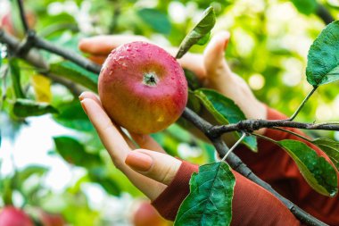  Kırmızı çiğ elma dalı ile. Kızın parmak apple dokunmatik.