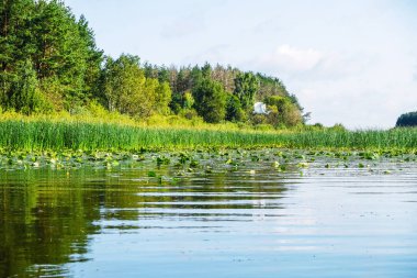 Beyaz heron sabah göl üzerinde uçuyor. Reed ile Orman Gölü.