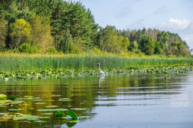 Beyaz heron bir kamış ile orman gölün su duruyor.