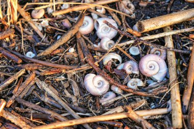 Sarmal kabukları ve toprak üzerinde kuru kamışı. Ukrayna.