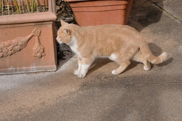 Rosellón Provenza Francia Tabby Gato Ocre Afuera Cerca Copiar Espacio —  Fotos de Stock