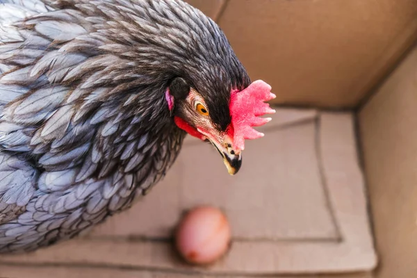 Gray chicken is isolated in a cardboard box looking at an egg. Outside. Copy space. Close up.