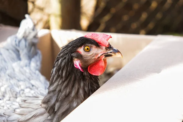 Chicken is isolated in a paper box in the spring. To buy. Outside. Copy space. Close up.