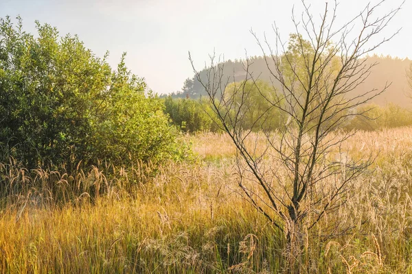 Zonsopgang Het Platteland Bomen Struiken Ochtenddauw Oekraïense Natuur — Stockfoto