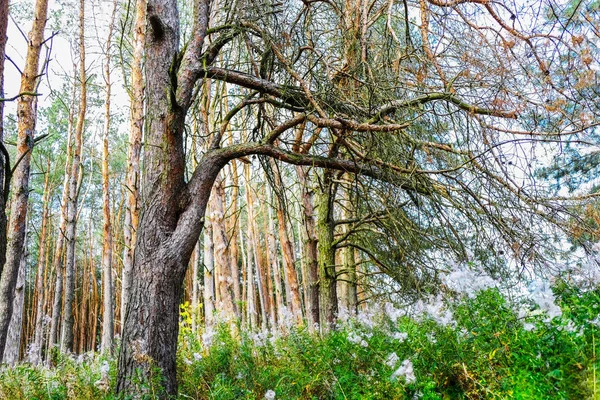 森の中の古い松の木は Fireweed Chamerion のり面 ハーブです — ストック写真