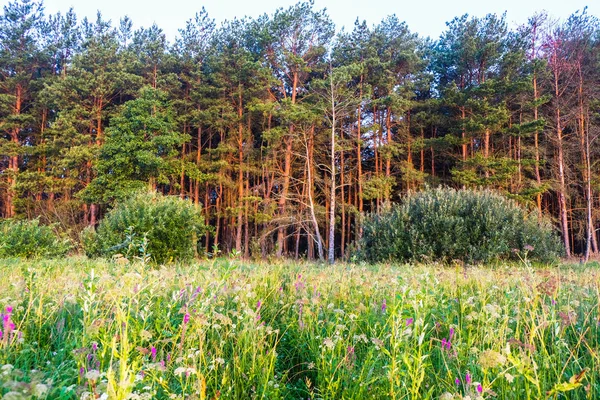 Sunrise Tegen Achtergrond Van Bloeiende Weide Pine Forest Oekraïense Natuur — Stockfoto