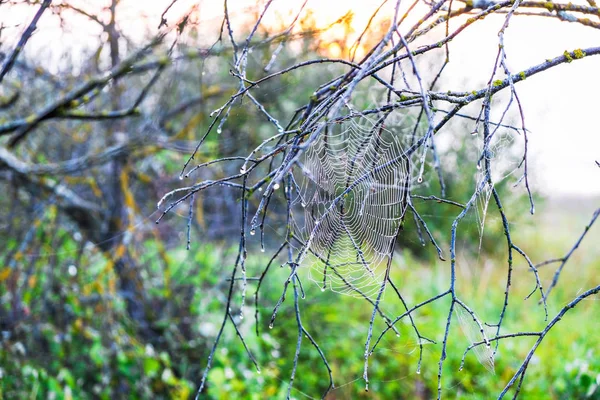 Postcard Spider Web Dew Sunrise Ukrainian Nature — Stock Photo, Image