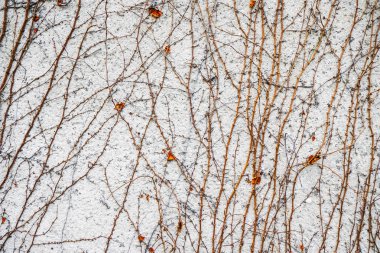  Provence binada kışın duvarına sürünen parazit bitkiler. Arka plan.