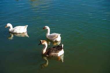 Gri Çin kaz ya da kuğu kaz ve parkta su üzerinde iki beyaz kaz Avignon Fransa kışın.