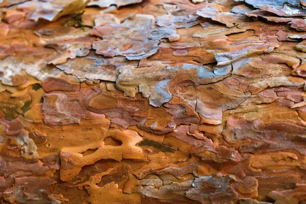 Texture Écorce Pin Dans Forêt Ukraine — Photo