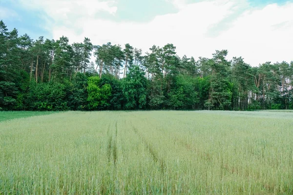 ウクライナの夏の夜の森の背景に小麦畑 — ストック写真
