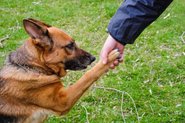 Alman çoban doğurmak köpek pençe verir. Açık havada.