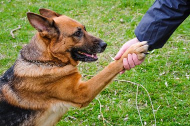 Alman çoban doğurmak köpek pençe verir. Açık havada.