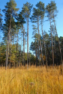 Sonbaharda çam. Ukraynalı doğa. Tsuman ormanı. Kartpostal.