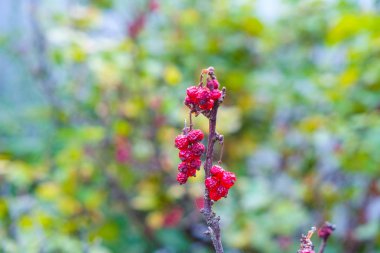 Bulanık bir arka planda kuru kırmızı frenk üzümü dalı. Kartpostal.