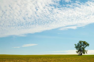 Ekilen bir alan ve tek bir ağaç ile Panorama. Ukrayna'da sonbahar günü.