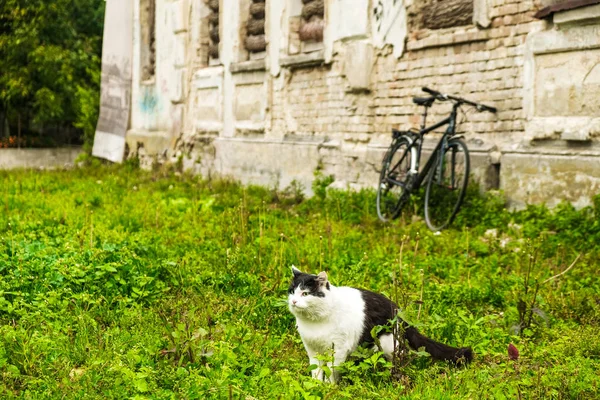 Fekete Fehér Macska Zöld Szemmel Fűben Háttérben Régi Ház Kerékpáros — Stock Fotó