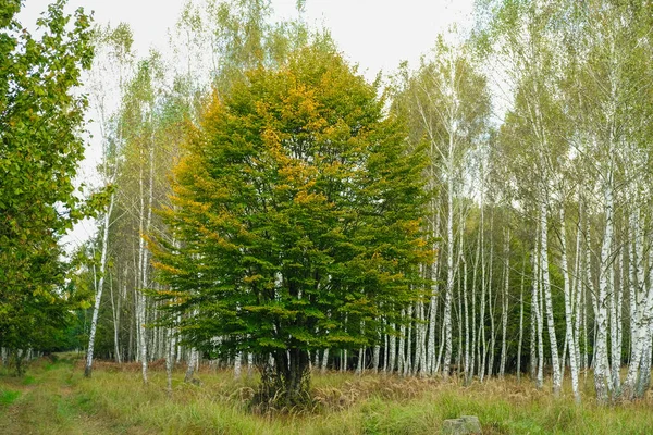 Árvore Amarela Fundo Bosque Bétula Ucrânia — Fotografia de Stock