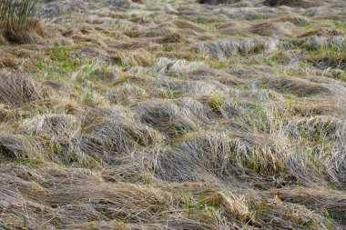 Geçen yılın kuru bir bataklıktaki çimenleri. İlkbaharda Ukrayna Sulak Alanlar.