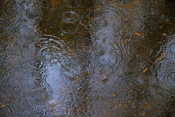 Regentropfen Wellenmuster Bilden Sich Waldsee Überlappenden Kreisen — Stockfoto