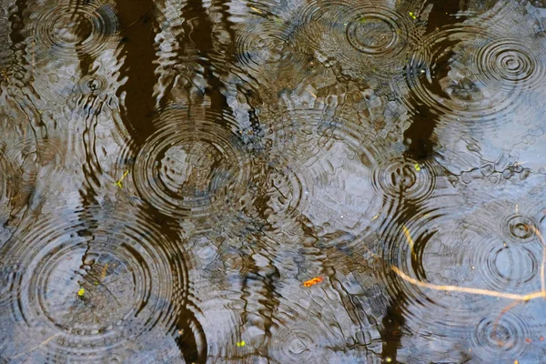 Raindrop ripple patterns form overlapping circles in the forest lake. Reflection of trunks of trees in water.
