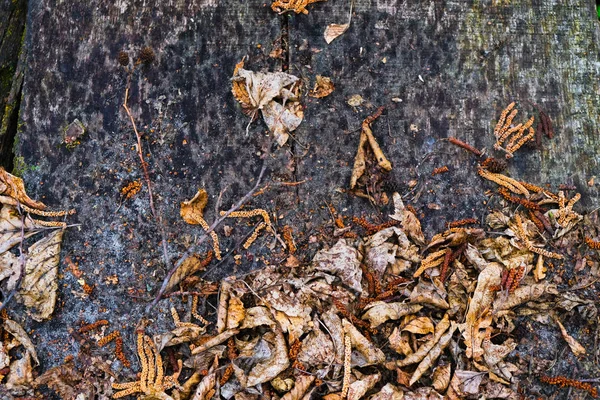 Texture last year\'s fallen leaves with drops of rain on a wooden surface.