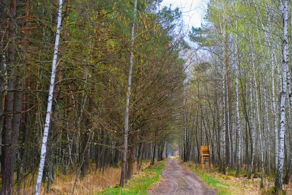 Een Verlaten Pad Het Bos Met Observatieplatforms Voor Jacht Jachtterrein — Stockfoto