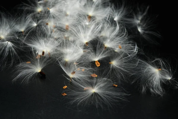 Milkweed plant. Flying seed on a black surface.