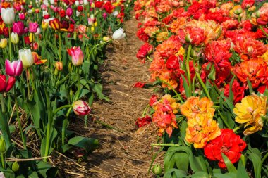 Lale tarlasının bir parçası. Farklı renklerde çiçekler. Kartpostal.