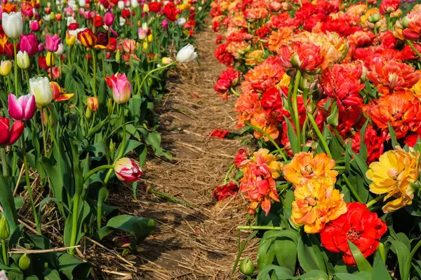 Lale tarlasının bir parçası. Farklı renklerde çiçekler. Kartpostal.