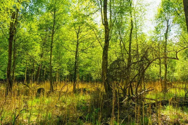ウクライナの春に枯れ木のある湿地の森の風景 — ストック写真