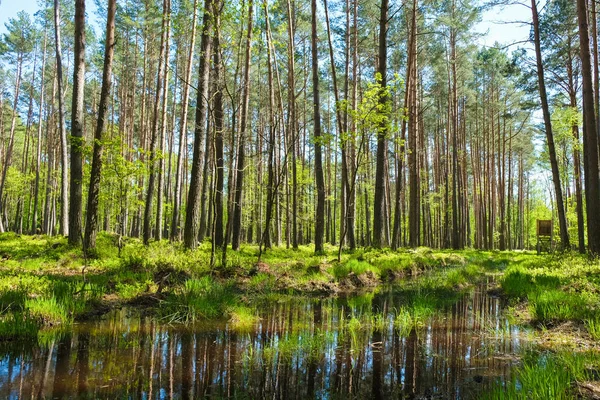 Jacht Grond Het Voorjaar Oekraïne Water Weerspiegelt Bomen — Stockfoto