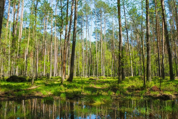 Humedales Ucrania Primavera Agua Refleja Árboles — Foto de Stock