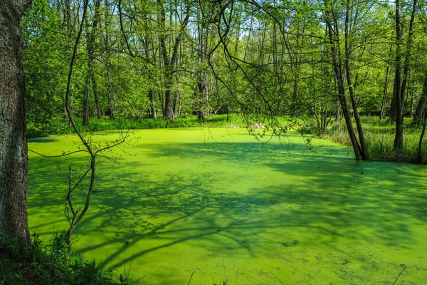 Lago Del Bosque Está Cubierto Plantas Hierba Pato Agua Por —  Fotos de Stock