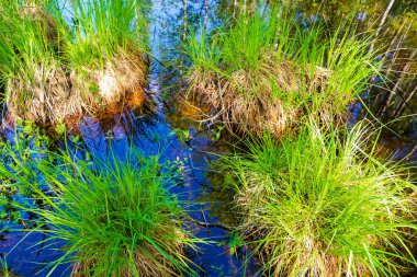Bataklıkta bahar. Yeşil tussock. Gökyüzünün temiz suya yansıması.