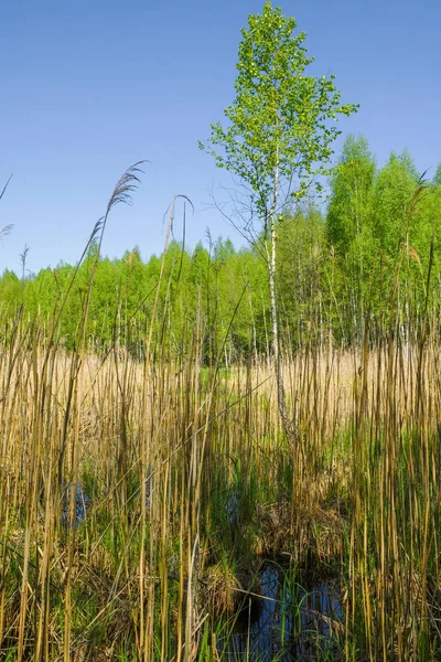 Wetlands Van Oekraïne Het Voorjaar Berken Een Droge Stok Slagtand — Stockfoto