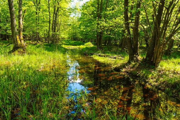 Wetlands Van Oekraïne Het Voorjaar Water Reflecteert Bomen — Stockfoto