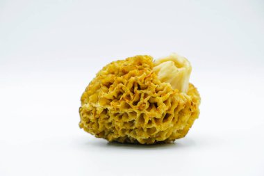 Ascomycetes beyaz bir arka plan üzerinde izole. Kopya alanı. Mantar yakın çekim.