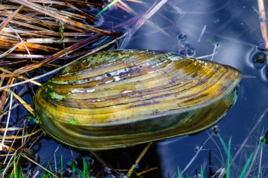  Freshwater mussel shell (anodonta cygnea) in clean water of the river in Ukraine. clipart