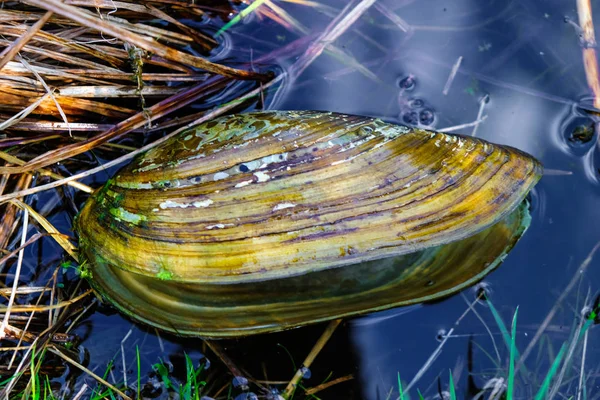 Freshwater Mussel Shell Anodonta Cygnea Clean Water River Ukraine — Stock Photo, Image