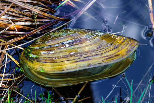  Freshwater mussel shell (anodonta cygnea) in clean water of the river in Ukraine.