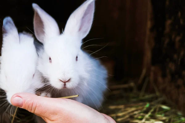 2匹の白いウサギと 彼らを世話する女性の手世帯 クローズアップ — ストック写真