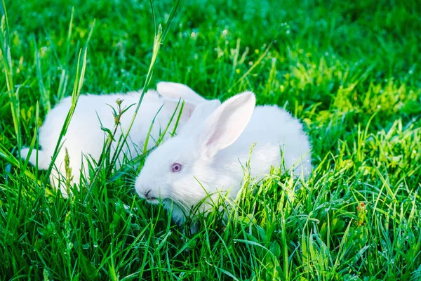 Vit Kanin Med Rosa Ögon Äter Gräs Daggig Morgon Äng — Stockfoto