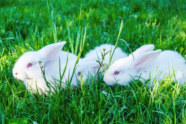 Pequeños Conejos Blancos Mañana Con Rocío Sobre Hierba Verde Granja —  Fotos de Stock